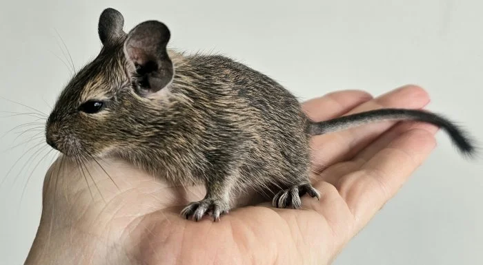 Osmák degu - mláďata