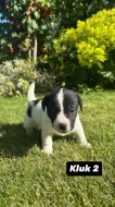 Jack Russel