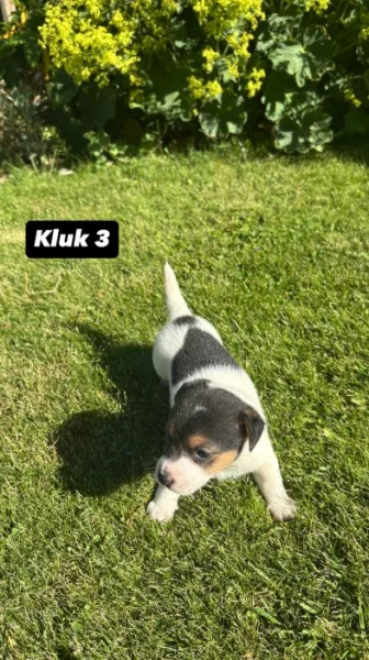 Jack Russel