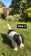 Jack Russel