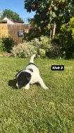 Jack Russel