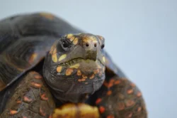 Pár želv uhlířských - 1,1 CHELONOIDIS CARBONARIA