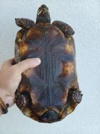 Pár želv uhlířských - 1,1 CHELONOIDIS CARBONARIA