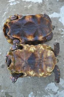 Pár želv uhlířských - 1,1 CHELONOIDIS CARBONARIA