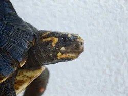 Pár želv uhlířských - 1,1 CHELONOIDIS CARBONARIA