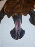 Pár želv uhlířských - 1,1 CHELONOIDIS CARBONARIA