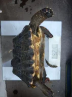 Pár želv uhlířských - 1,1 CHELONOIDIS CARBONARIA