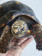 Pár želv uhlířských - 1,1 CHELONOIDIS CARBONARIA