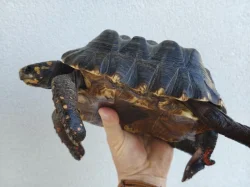 Pár želv uhlířských - 1,1 CHELONOIDIS CARBONARIA