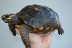 Pár želv uhlířských - 1,1 CHELONOIDIS CARBONARIA