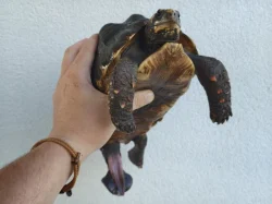 Pár želv uhlířských - 1,1 CHELONOIDIS CARBONARIA