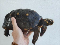Pár želv uhlířských - 1,1 CHELONOIDIS CARBONARIA