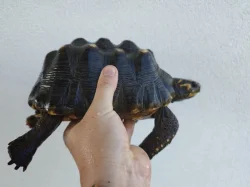 Pár želv uhlířských - 1,1 CHELONOIDIS CARBONARIA