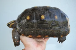 Pár želv uhlířských - 1,1 CHELONOIDIS CARBONARIA