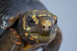 Pár želv uhlířských - 1,1 CHELONOIDIS CARBONARIA