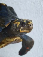 Pár želv uhlířských - 1,1 CHELONOIDIS CARBONARIA