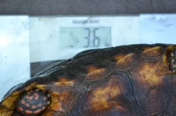 Pár želv uhlířských - 1,1 CHELONOIDIS CARBONARIA