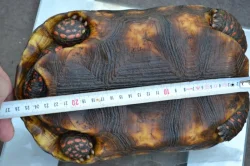 Pár želv uhlířských - 1,1 CHELONOIDIS CARBONARIA