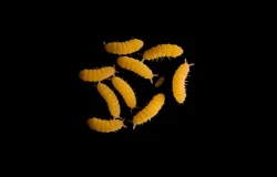Chvostoskoci Orange