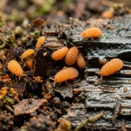 MicroTerrarium