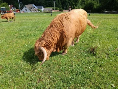 Prodám plemenného býka Highland skotský náhorní skot, nar. 2017, st. registr ZHG-488 z ekochovu,zdravý, pěkný, hodný, klidný, jsou po něm pěkná telata
