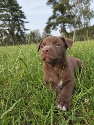 Kelpie