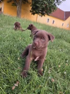 Kelpie