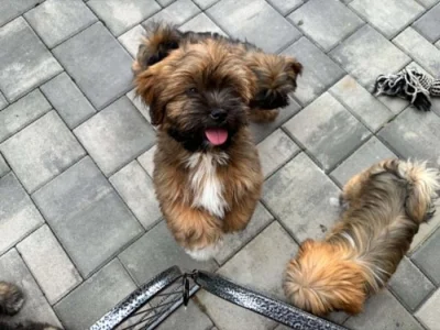 Lhasa apso