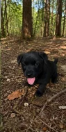 Labrador – štěňátka k odběru, 3 pejsci a 1 fenečka