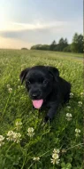 Labrador – štěňátka k odběru, 3 pejsci a 1 fenečka