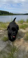 Labrador – štěňátka k odběru, 3 pejsci a 1 fenečka