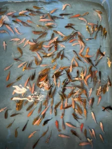 Koi kapři