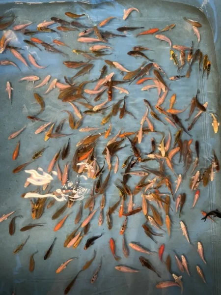 Koi kapři