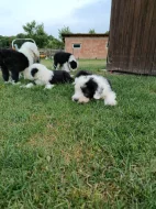 Bobtail