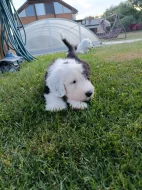 Bobtail