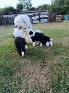 Bobtail