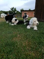 Bobtail