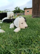 Bobtail
