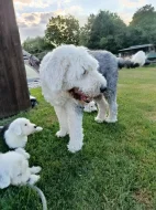 Bobtail