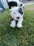 Bobtail