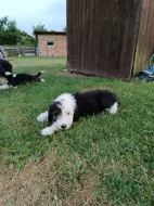 Bobtail
