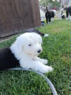 Bobtail