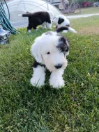 Bobtail