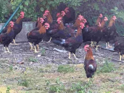 Vlaška koroptví