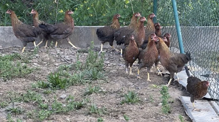 Vlaška koroptví