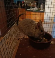 Osmák degu