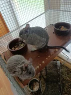 Osmák degu