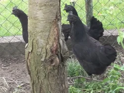 Ayam Cemani chovný kmen, kuřata