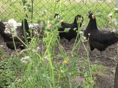Ayam Cemani chovný kmen, kuřata