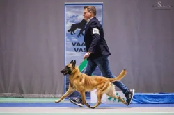 Belgický ovčák – Malinois